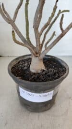 Planta Simples 3023 – 30cm – 03 anos - Imagem 6