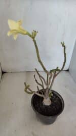 Planta Simples 3023 – 30cm – 03 anos - Imagem 5