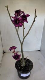 Planta Simples 3024 – 40cm – 03 anos - Imagem 2