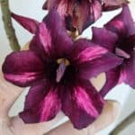 Planta Simples 3024 – 40cm – 03 anos