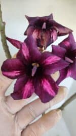 Planta Simples 3024 – 40cm – 03 anos