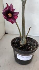 Planta Simples 3024 – 40cm – 03 anos - Imagem 5