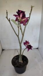 Planta Simples 3024 – 40cm – 03 anos - Imagem 6