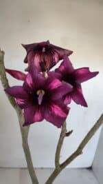 Planta Simples 3024 – 40cm – 03 anos - Imagem 4