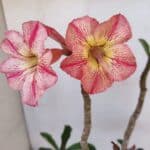 Planta Simples 3025 – 30cm – 02 anos