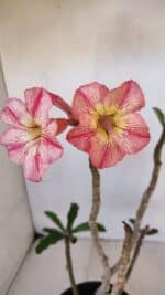 Planta Simples 3025 – 30cm – 02 anos