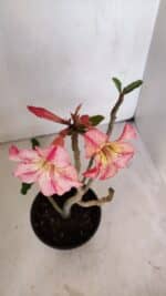 Planta Simples 3025 – 30cm – 02 anos - Imagem 4