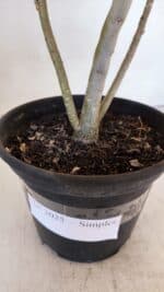 Planta Simples 3025 – 30cm – 02 anos - Imagem 7