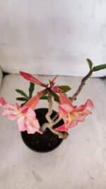 Planta Simples 3025 – 30cm – 02 anos - Imagem 6