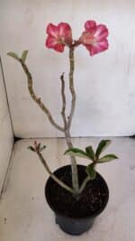 Planta Simples 3025 – 30cm – 02 anos - Imagem 5