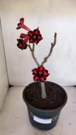 Planta Simples 3026 – 40cm – 03 anos - Imagem 2