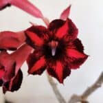 Planta Simples 3026 – 40cm – 03 anos