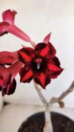 Planta Simples 3026 – 40cm – 03 anos