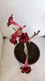 Planta Simples 3026 – 40cm – 03 anos - Imagem 5