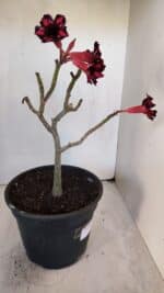 Planta Simples 3026 – 40cm – 03 anos - Imagem 6