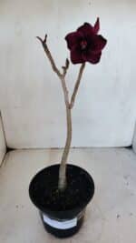 Planta Simples 3027 – 30cm – 02 anos - Imagem 2