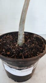 Planta Simples 3027 – 30cm – 02 anos - Imagem 6