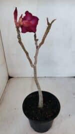 Planta Simples 3027 – 30cm – 02 anos - Imagem 5