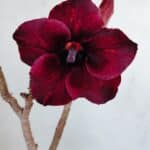 Planta Simples 3027 – 30cm – 02 anos