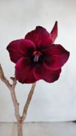 Planta Simples 3027 – 30cm – 02 anos