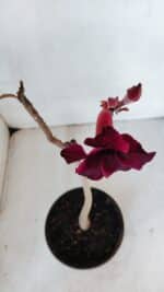 Planta Simples 3027 – 30cm – 02 anos - Imagem 4