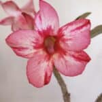 Planta Simples 3028 – 30cm – 03 anos