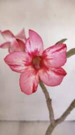 Planta Simples 3028 – 30cm – 03 anos