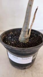 Planta Simples 3028 – 30cm – 03 anos - Imagem 6