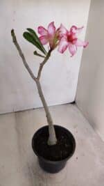 Planta Simples 3028 – 30cm – 03 anos - Imagem 5