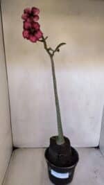 Planta Simples 3029 – 45cm – 03 anos - Imagem 2