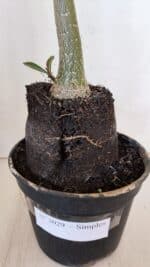 Planta Simples 3029 – 45cm – 03 anos - Imagem 6