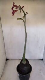 Planta Simples 3029 – 45cm – 03 anos - Imagem 5