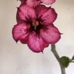 Planta Simples 3029 – 45cm – 03 anos