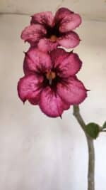 Planta Simples 3029 – 45cm – 03 anos