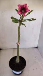 Planta Simples 3030 – 30cm – 03 anos - Imagem 2