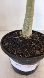 Planta Simples 3030 – 30cm – 03 anos - Imagem 7