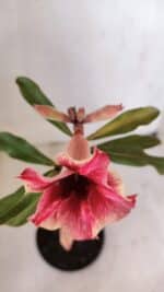 Planta Simples 3030 – 30cm – 03 anos - Imagem 4