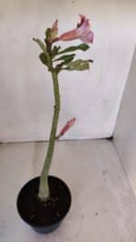 Planta Simples 3030 – 30cm – 03 anos - Imagem 5