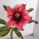 Planta Simples 3030 – 30cm – 03 anos