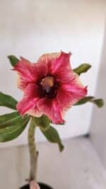 Planta Simples 3030 – 30cm – 03 anos