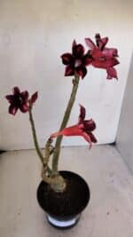 Planta Simples 3031 – 35cm – 03 anos - Imagem 2