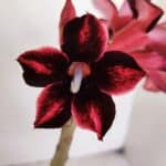 Planta Simples 3031 – 35cm – 03 anos