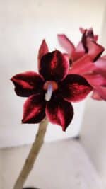 Planta Simples 3031 – 35cm – 03 anos