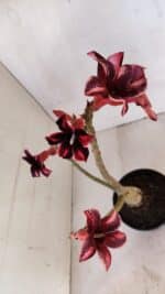 Planta Simples 3031 – 35cm – 03 anos - Imagem 4