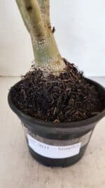 Planta Simples 3031 – 35cm – 03 anos - Imagem 6