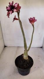 Planta Simples 3031 – 35cm – 03 anos - Imagem 5