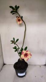 Planta Simples 3032 (2) – 30cm – 03 anos - Imagem 2