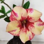 Planta Simples 3032 (2) – 30cm – 03 anos