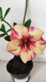 Planta Simples 3032 (2) – 30cm – 03 anos