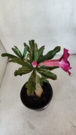 Planta Simples 3032 – 30cm – 03 anos - Imagem 5